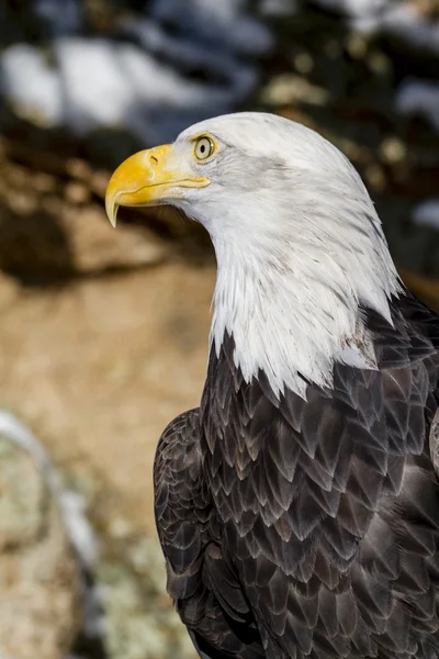 Bald Eagle on Sunny Winter Day — Stock Photo, Image
