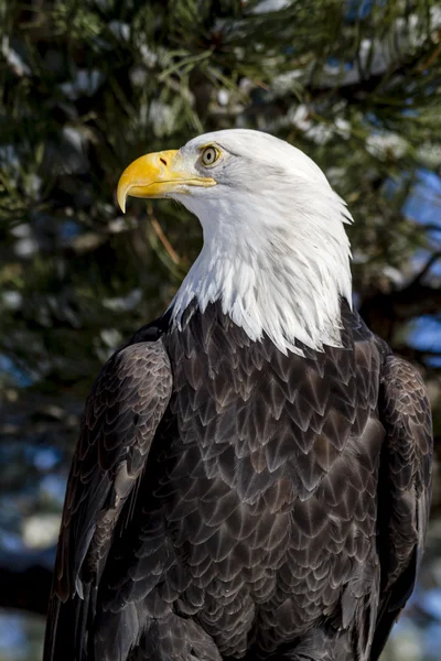 Águila calva en el soleado día de invierno — Foto de Stock