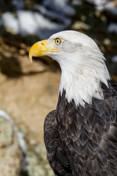 Bald Eagle on Sunny Winter Day — Stock Photo, Image