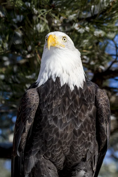 Águila calva en el soleado día de invierno — Foto de Stock