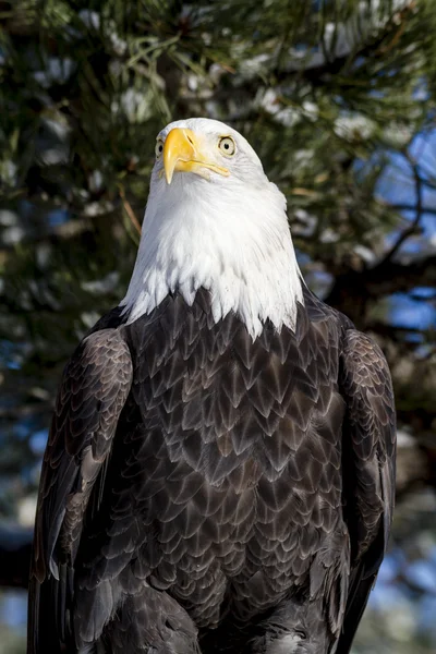 Лысый орел в солнечный зимний день — стоковое фото