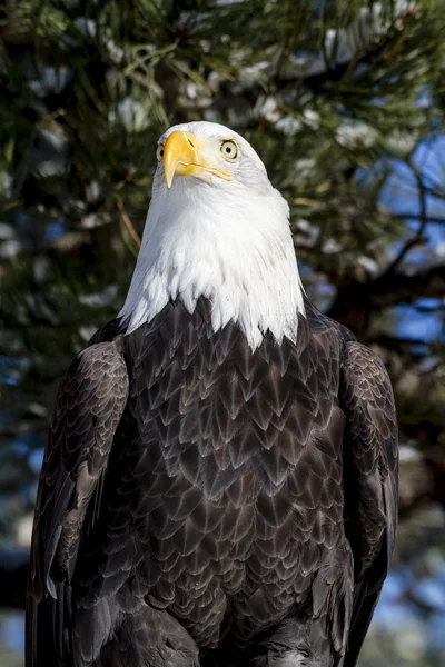 Лысый орел в солнечный зимний день — стоковое фото