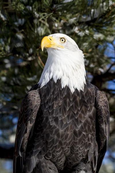 Aquila calva nella giornata invernale soleggiata — Foto Stock