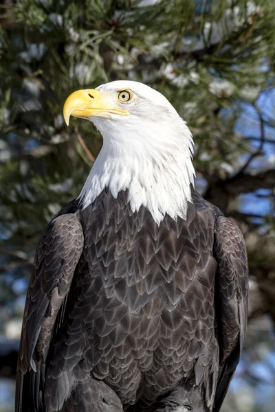 Aquila calva nella giornata invernale soleggiata — Foto Stock