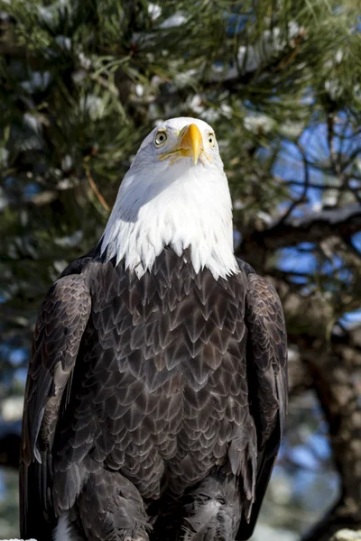 Águila calva en el soleado día de invierno — Foto de Stock