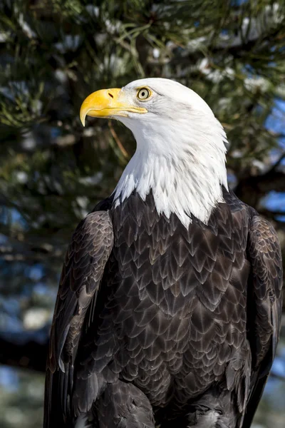 Águila calva en el soleado día de invierno — Foto de Stock