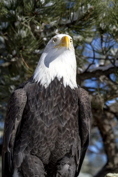 Aquila calva nella giornata invernale soleggiata — Foto Stock