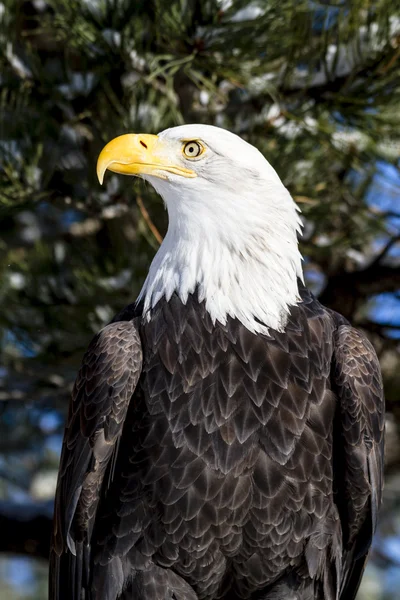 Águila calva en el soleado día de invierno —  Fotos de Stock