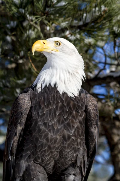 Bald Eagle on Sunny Winter Day — Stock Photo, Image