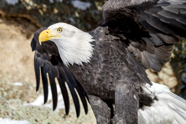 Aquila calva nella giornata invernale soleggiata — Foto Stock