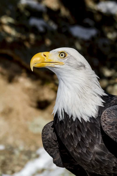 Bald Eagle op zonnige winterdag — Stockfoto