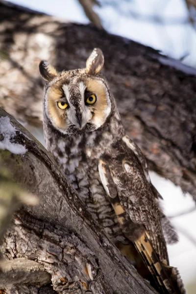 Long Eared Owl in Winter Setting — Stock Photo, Image