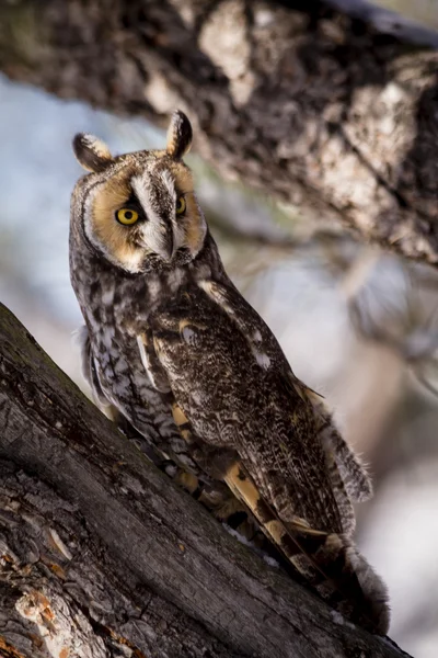 Lang Eared Owl in Winter instelling — Stockfoto