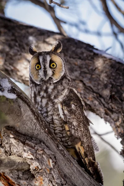 Lang Eared Owl in Winter instelling — Stockfoto