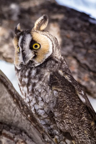 Long Eared Owl in Winter Setting — Stock Photo, Image