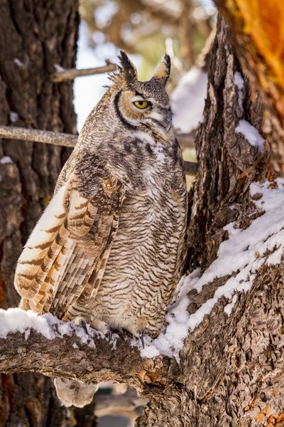 Great Horned Owl in Snow Covered Tree — Stock Photo, Image