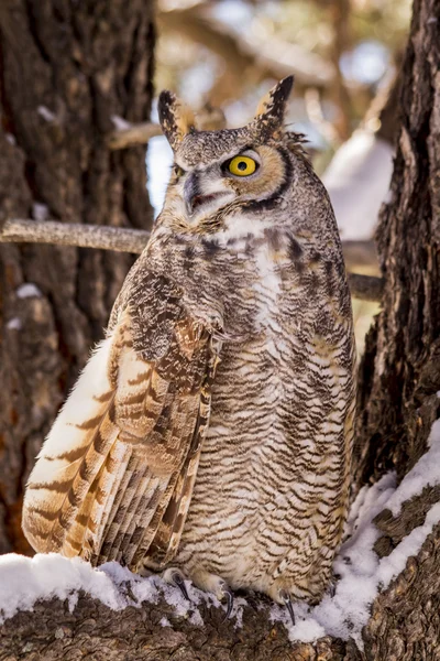Great Horned Owl in Snow Covered Tree — Stock Photo, Image