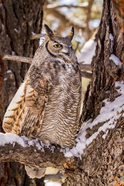 Great Horned Owl in sneeuw overdekte Tree — Stockfoto