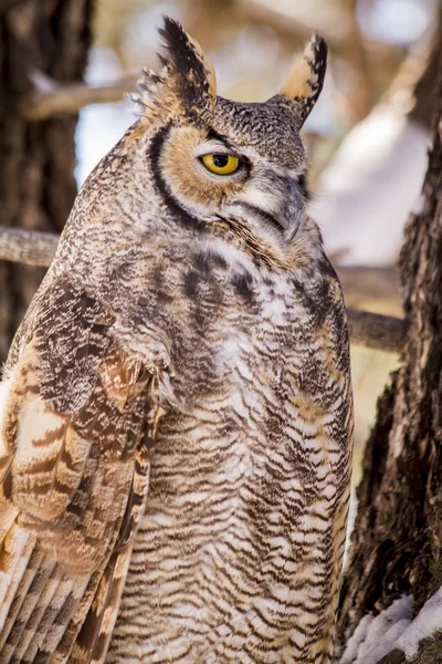 Gran búho con cuernos en árbol cubierto de nieve — Foto de Stock