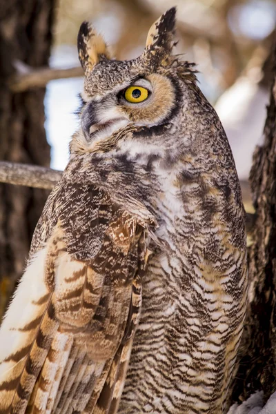 Great Horned Owl w śniegu objętych drzewa — Zdjęcie stockowe