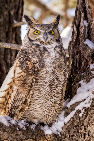 Great Horned Owl in sneeuw overdekte Tree — Stockfoto