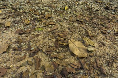 Asfaltta sarı yapraklar bulanık kentsel arkaplan sonbaharı