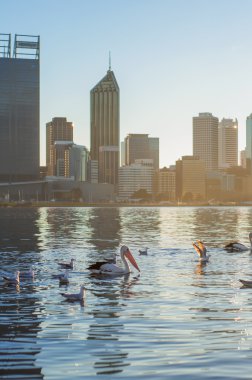 Batı Avustralya - Flamingo Swan River Perth City olarak bir arka plan ile üzerinde
