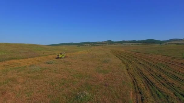 Luchtfoto. Combineren van Harvester maaien rijp veld — Stockvideo