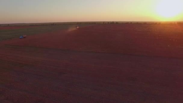 Letecký pohled. Sklizeň stroje řezací pohankové pole při západu slunce — Stock video