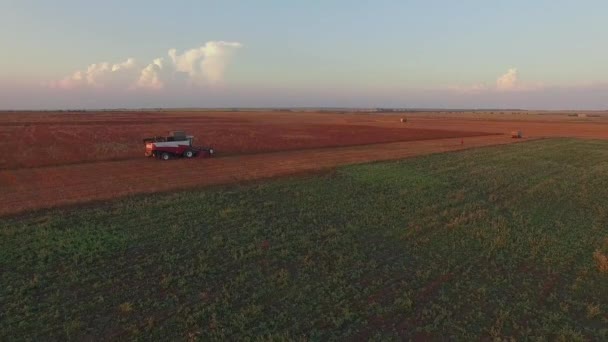 空撮。そば畑で収穫の農業機械 — ストック動画
