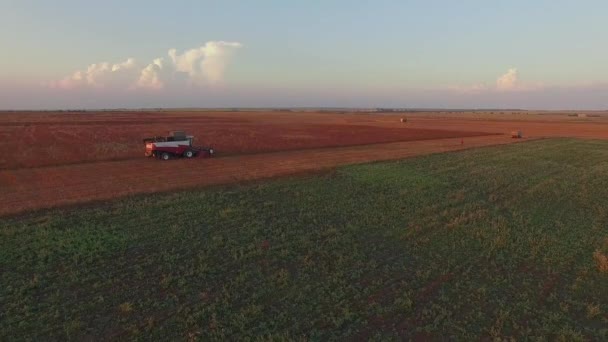 AERIAL VIEW. Harvesting Farm Machinery Working At Buckwheat Field — Stock Video