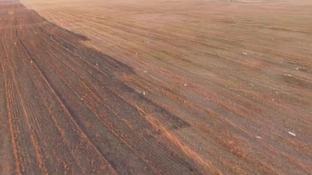 VISTA AERIAL. Aves no campo de trigo mourisco cortado — Vídeo de Stock