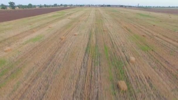 Flygfoto. Halm balar liggande på skördade fält — Stockvideo