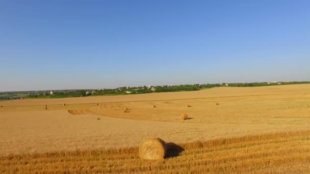 収穫された麦畑の Hales の俵 — ストック動画