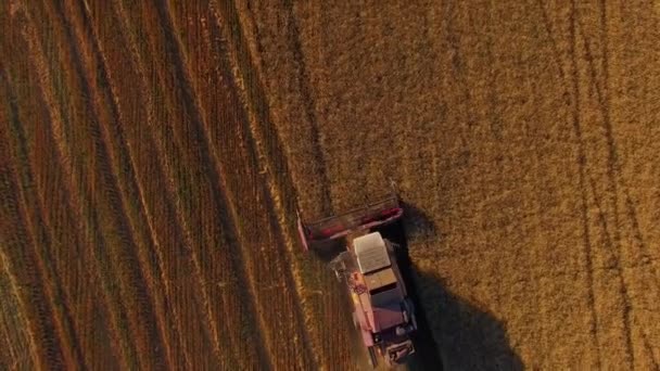 Rural Combinar o trabalho no campo de trigo mourisco — Vídeo de Stock