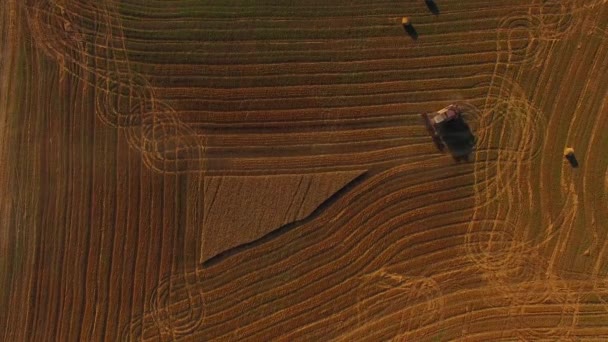 Raccolta Combina finitura Lavorare sul campo di grano saraceno — Video Stock