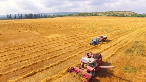 Сільськогосподарська техніка на пшеничному полі під час врожаю — стокове відео