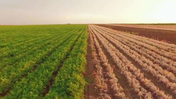 Zeleninové pole na venkovské zemědělské půdy — Stock video