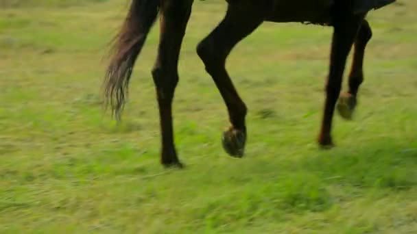 Jinetes de caballos moviéndose en un círculo — Vídeos de Stock