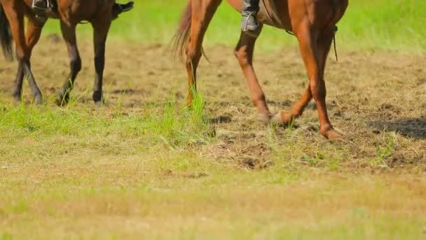 Vários cavalos se movendo no prado verde — Vídeo de Stock