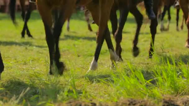 Bruine paarden lopen rond In een cirkel — Stockvideo