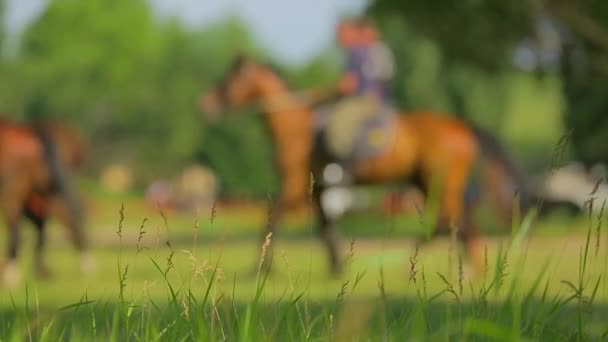 Cossacos russos em cavalos Ensaiando formação equestre — Vídeo de Stock