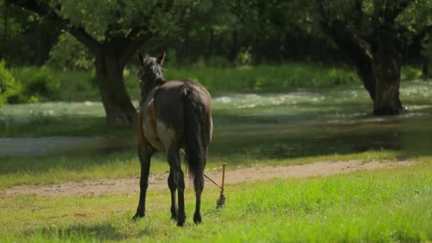 Cavalo na trela em pé perto do rio — Vídeo de Stock