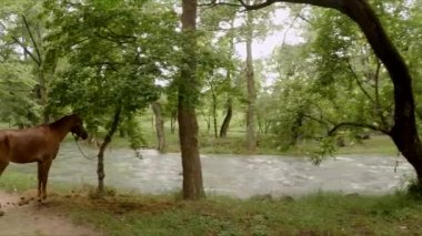 Bu hareketli bir atış. Yalnız kahverengi bir atın yanından geçiyor. Nehrin yanındaki yeşil parktaki ağaca bağlanmış bir tasma üzerinde duruyor..