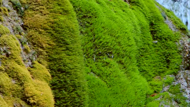 滴的瀑布流淌在悬崖上的苔藓 — 图库视频影像