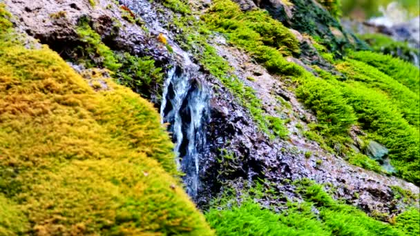 Streams Of Waterfall Flowing In Moss — Stock Video