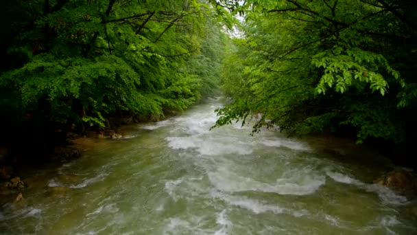 Швидке річка тече вниз в лісі — стокове відео