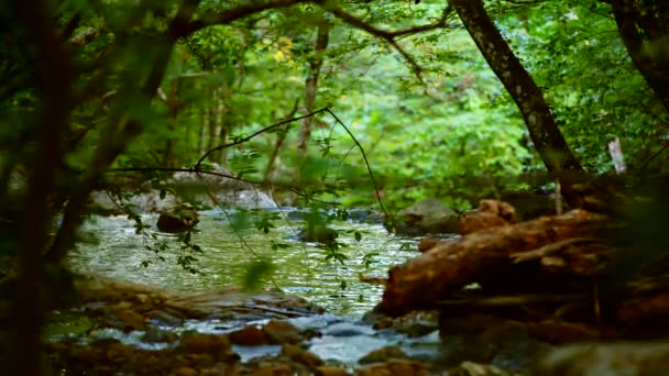 Lugn flod som rinner djupt i skogen — Stockvideo