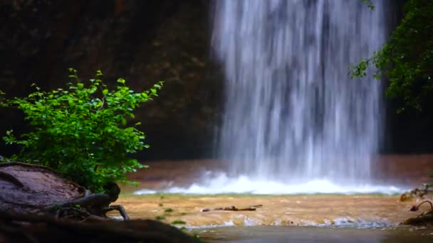 Cascada pequeña cayendo en el bosque salvaje — Vídeos de Stock