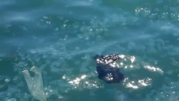 Müll und tote Quallen im Meerwasser — Stockvideo